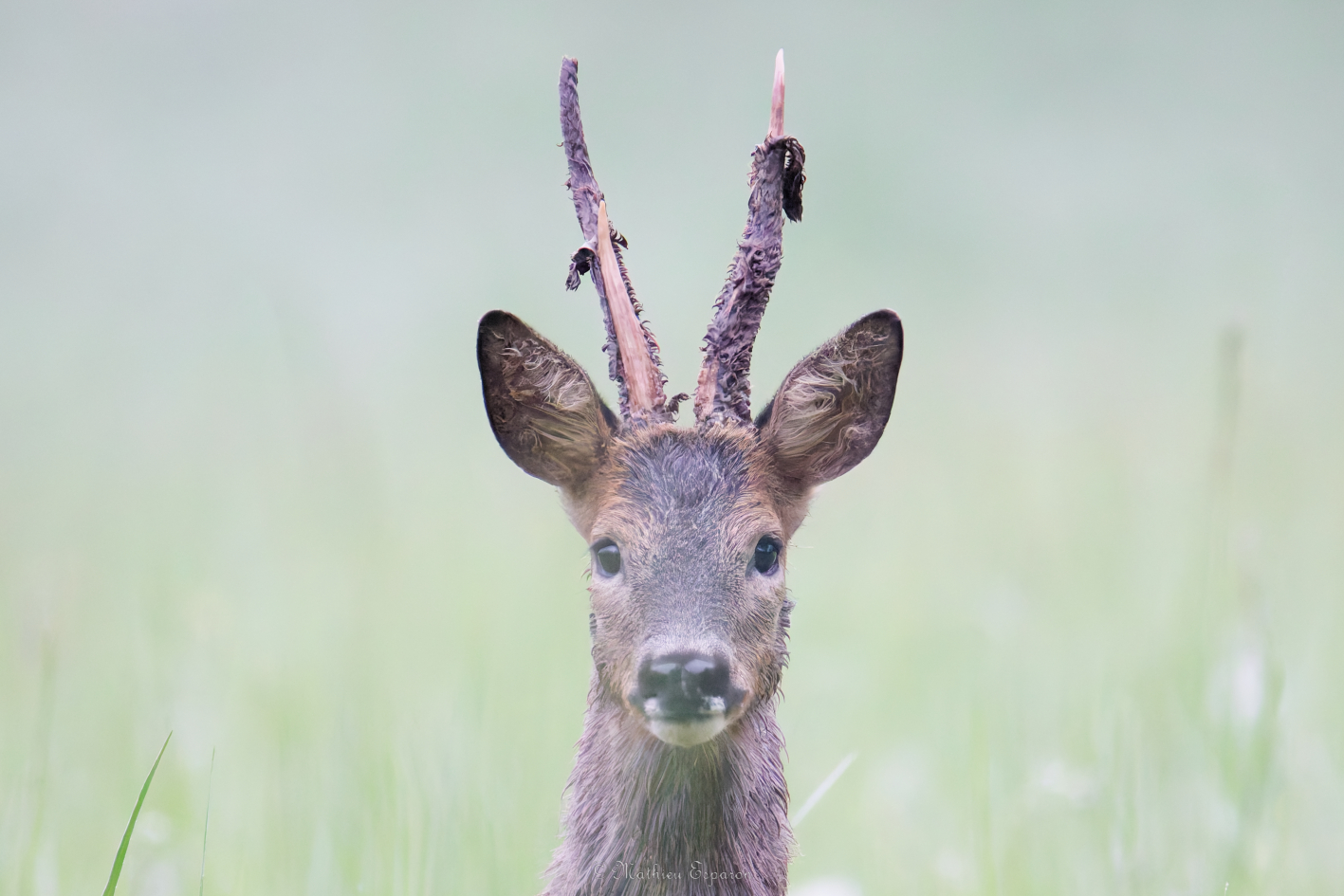 Odin le roi de mes prairies