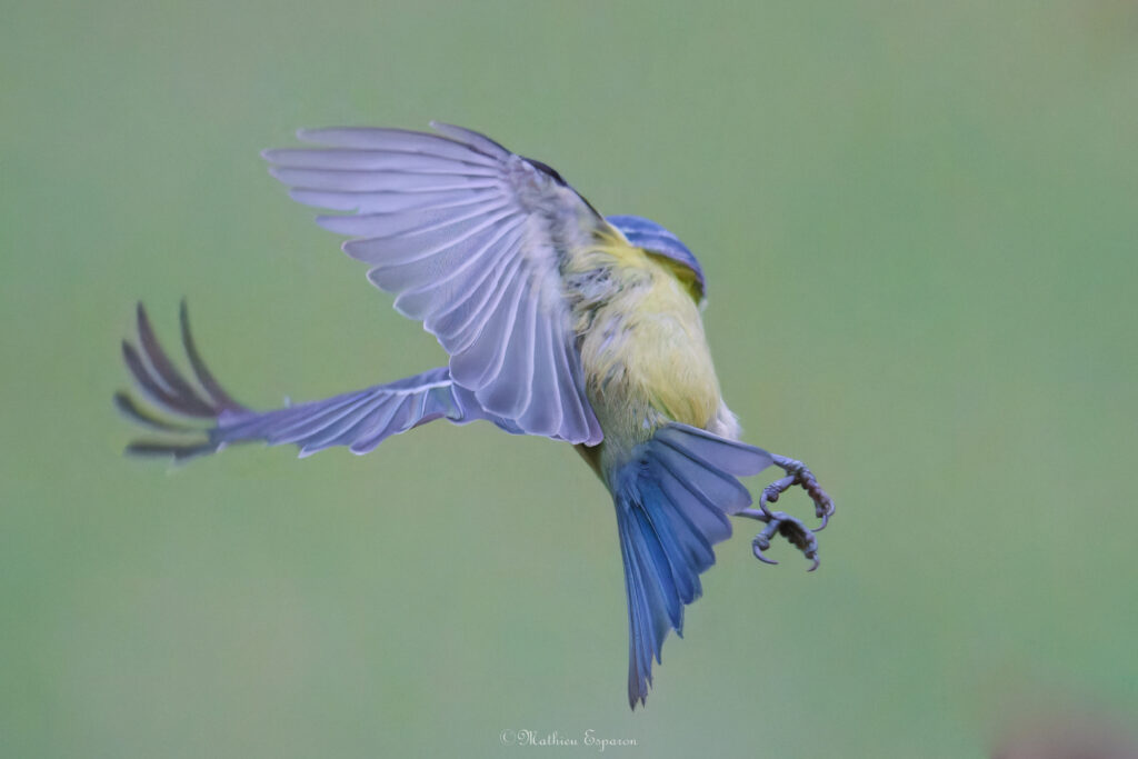 Mésange bleue