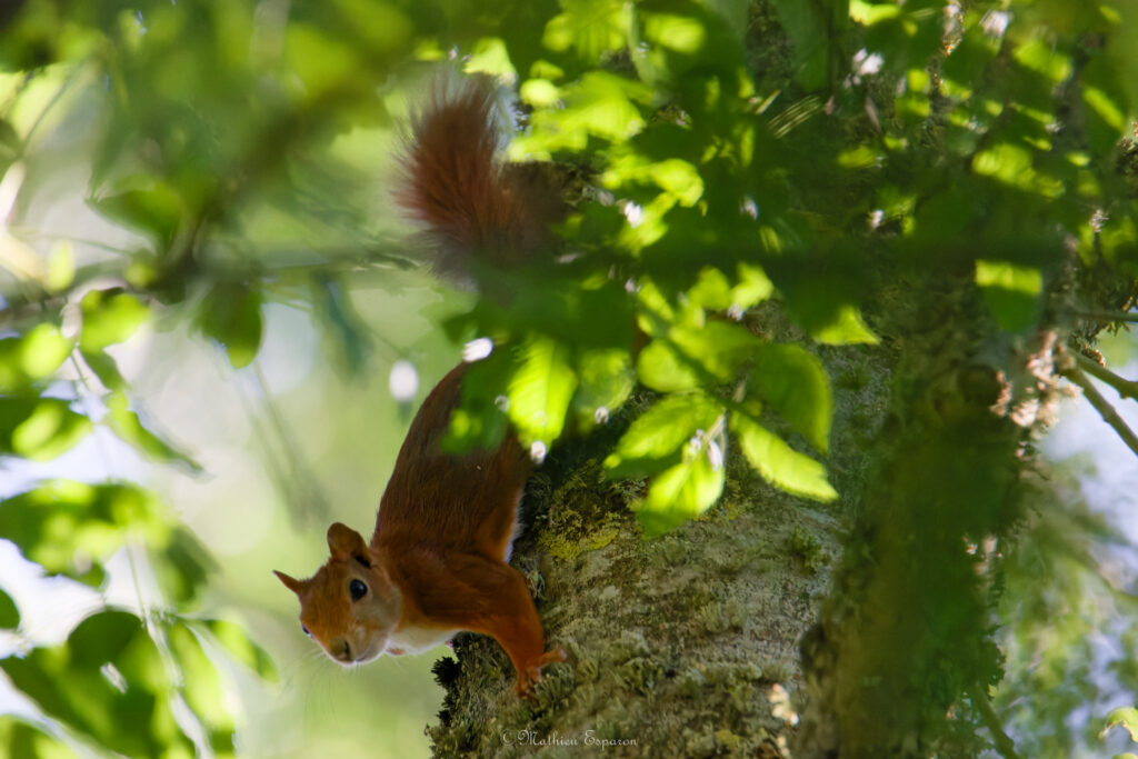 Observateur