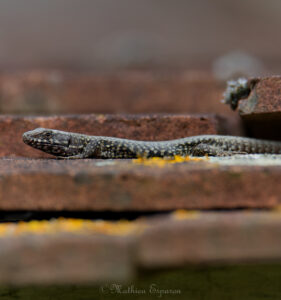 Galerie des deux vies ( amphibiens) et reptiles