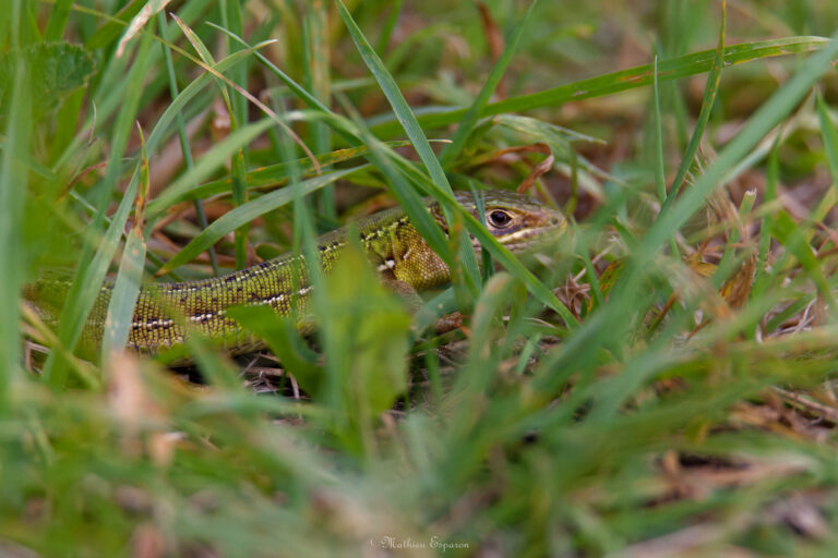 Camouflage