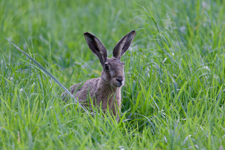 Curieux