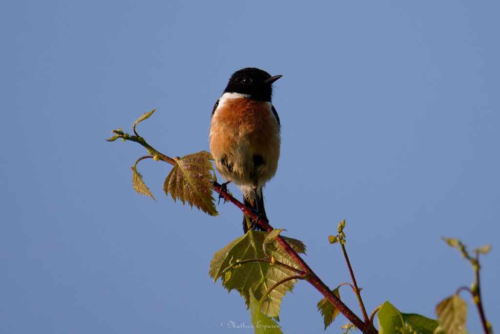 Saxicola rubicola 2025